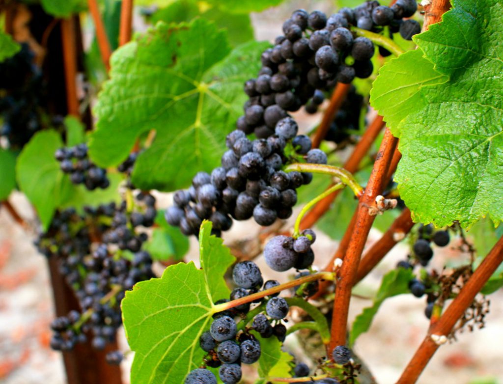 Sonoma-Cutrer in Super Bowl City