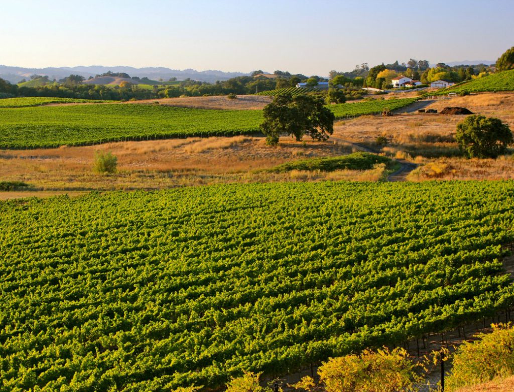 Wine Fest Survival Guide